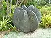 Copper sculpture in Sydney's Royal Botanic Garden depicting folded palm fronds