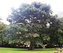 Sterculia apetala Panama