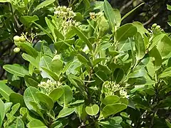 flowers, fruit and foliage