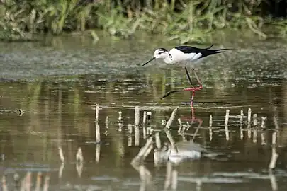 Black-winged stilt,Tunisia