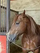 Breton stallion in a stable.