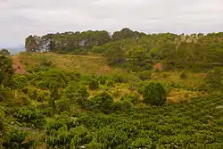 Coffee plantation near Kiến Đức town