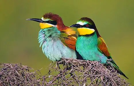 A pair of Turkish bee-eaters