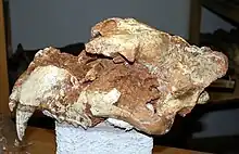 Cave lion skull found in Vrtare Male cave