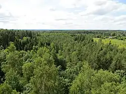 Forest in Švenčionys Eldership