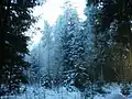 Forest in winter