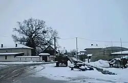 Photo of the centuries old oak in the village Gradina