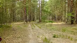 Road through a forest clearing, Yurgamyshsky District