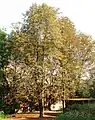 Drought-affected chestnut trees.