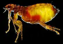 Female cat flea