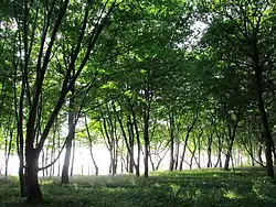 Yantarny Park, a protected area of Russia, in Svetlogorsky District