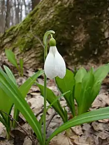 Flower and leaves