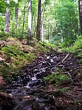 Stream in Stužica