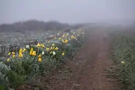 Yellow and white stand of Tulipa suaveolens, Crimea.