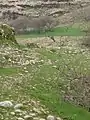 White-Eared Bulbul Wary of a Fox, Behbahan, Iran