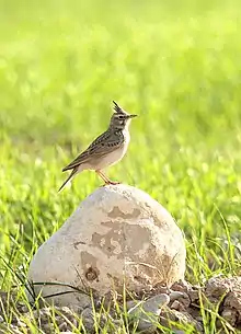 Crested lark in Behbahan, Iran