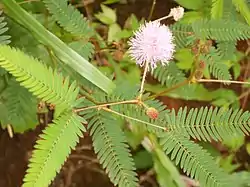 Mimosa in Panathady