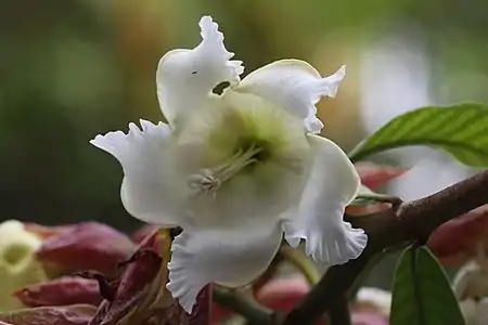 Beaumontia grandiflora