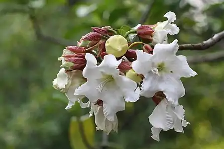 Beaumontia grandiflora