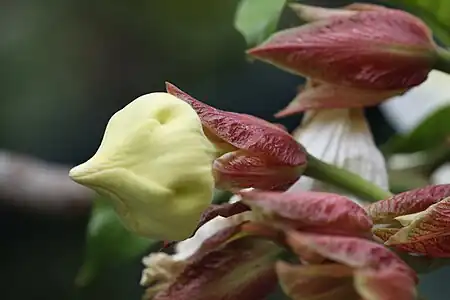 Beaumontia grandiflora