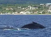 Humpback whale off the coast of 'Eua