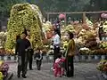 In fall, the chrysanthemum display