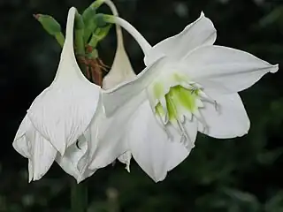 Urceolina amazonica