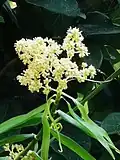 Flagellaria indica flowers