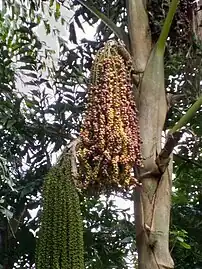 Fishtail fruits