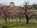 A grove of Prunus mume