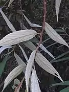 The color of the back of the leaf, in Lijiang of Yunnan province, China.