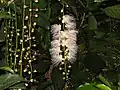 Flowers and foliage