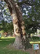 Burls on hollow trunk, Samanea saman