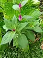 Celosia argentea. 2018 Taichung World Flora Exposition, Taiwan.