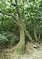 Form of the buttress root