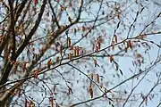 Flowers emerge before leaves