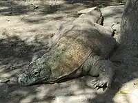 Komodo dragon