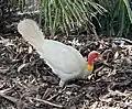 'Mr Albines', a male Australian brushturkey (albino) in Noosa, Queensland, Australia