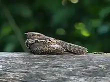 Blackish nightjar