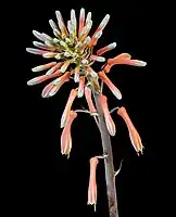 Aloe maculata inflorescence showing speckled or marked flowers on a multi-branched stalk