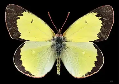 Colias palaeno ♂