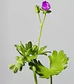 Leaves, buds, flower