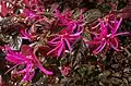 Chinese fringe flower (Loropetalum chinense)