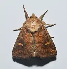 A moth with wings folded. It is light brown near the head and becomes darker further out on the wings. There are patterns on the wings and five of its legs are visible.