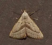 A moth sitting on a surface with four legs visible. It is viewed from above and is shaped like an equilateral triangle. It is light brown with darker brown lines and spots.