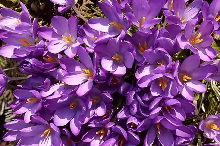 Crocus flowers.