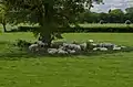 Sheep in the shade