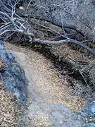 Darwin Creek and surrounding riparian greenery defy their location in Death Valley NP.