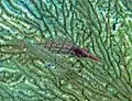 Longnose hawkfish at Raja Ampat, Indonesia