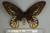 A ventral/underside view of an adult female Queen Alexandra's birdwing showing the red hairs on the thorax with a red and black striped abdomen and black veined wings with yellow and pale brown markings.